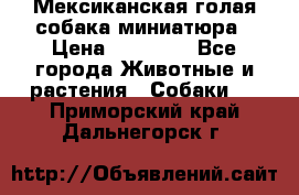 Мексиканская голая собака миниатюра › Цена ­ 53 000 - Все города Животные и растения » Собаки   . Приморский край,Дальнегорск г.